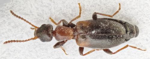 Omonadus formicarius